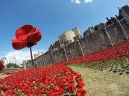 Poppies at the Tower Aug 1914